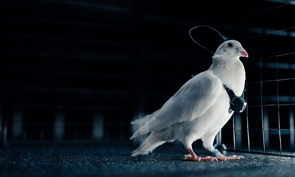 drony