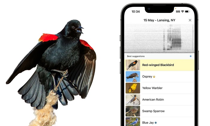 Merlin Bird ID